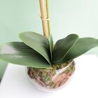 Arranjo De Orquídea Artificial Rosa No Vaso Vidro M | Formosi